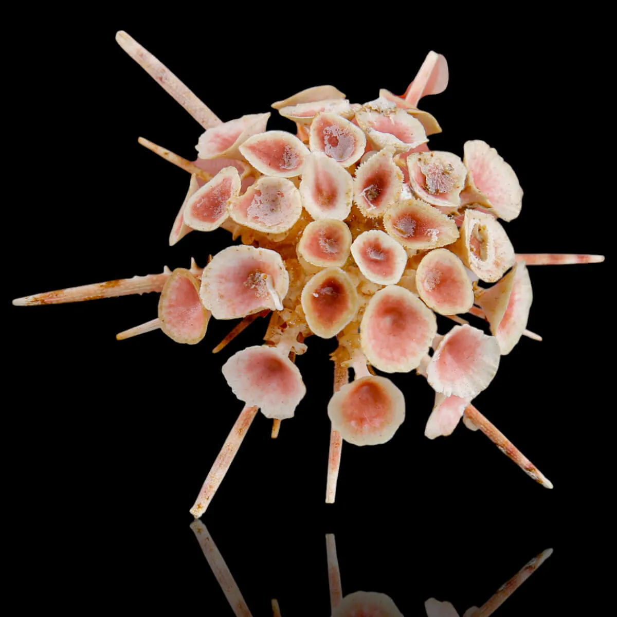 Rare Collectible Specimen – Goniocidaris Clypeata